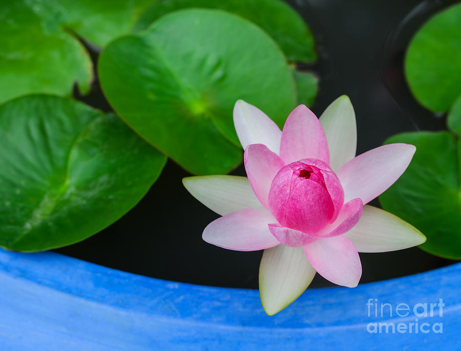 Beautiful Waterlily Or Lotus Flower  Photograph by Anek Suwannaphoom