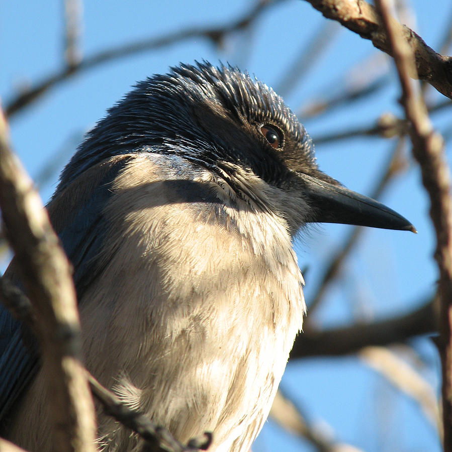 Bird Watching Photograph - Beautiful Western Scrub Jay by Patricia Barmatz Bird Watching Photograph - Beautiful Western Scrub Jay by Patricia Barmatz