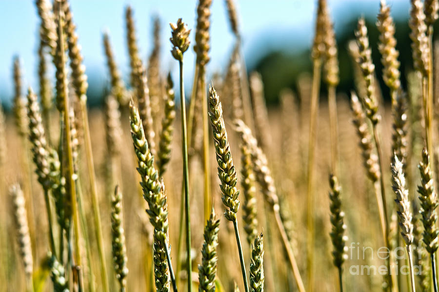 Beautiful Wheat Photograph by Cheryl Baxter