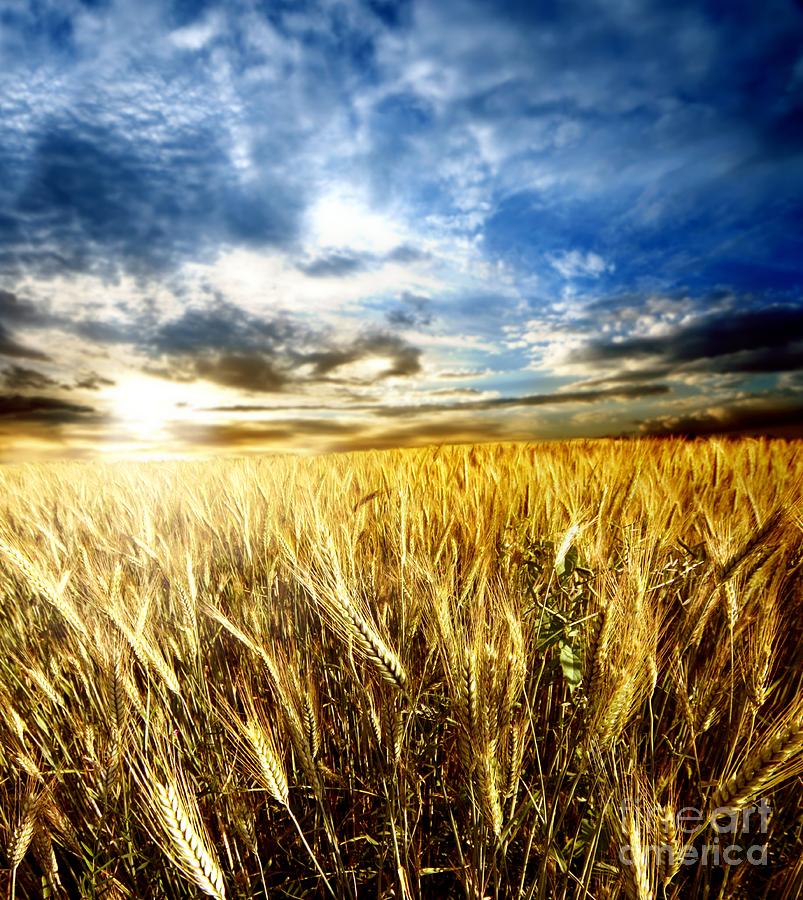 Beautiful Wheat Farming Photograph by Boon Mee