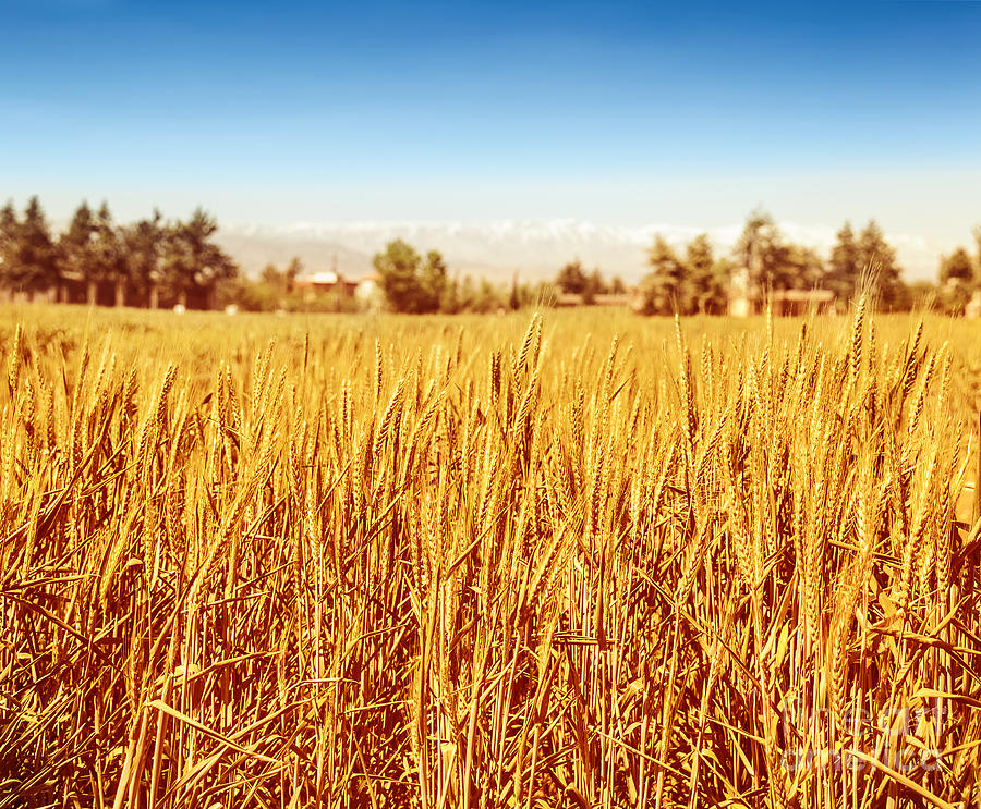 Beautiful wheat field Photograph by Anna Om