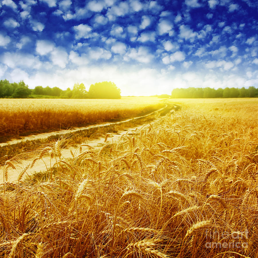 Beautiful Wheat Sky Photograph by Boon Mee - Pixels