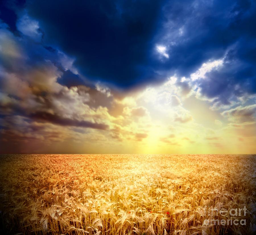 Beautiful Wheat Sun Photograph by Boon Mee