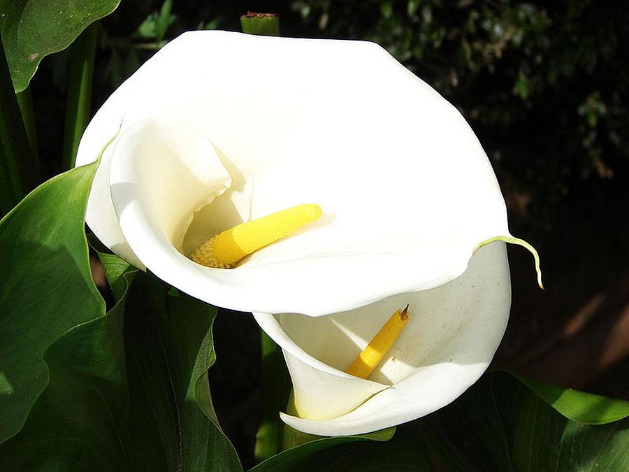 Beautiful White Calla Flowers In Bright Sunlight Photograph by Taiche Acrylic Art