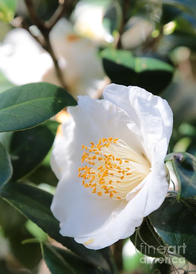 Beautiful White Camellia Photograph by Carol Groenen
