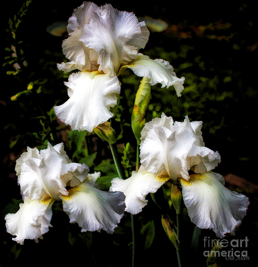 Beautiful White Irises  Photograph by Ola Allen