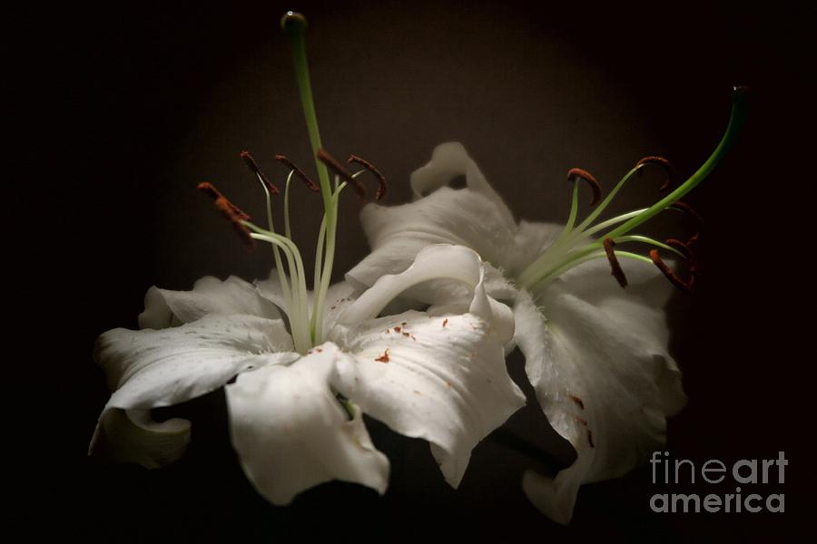 Beautiful White Lily Duet Photograph by Tara  Shalton