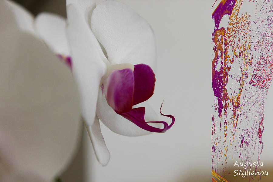 Beautiful White Orchid Photograph by Augusta Stylianou