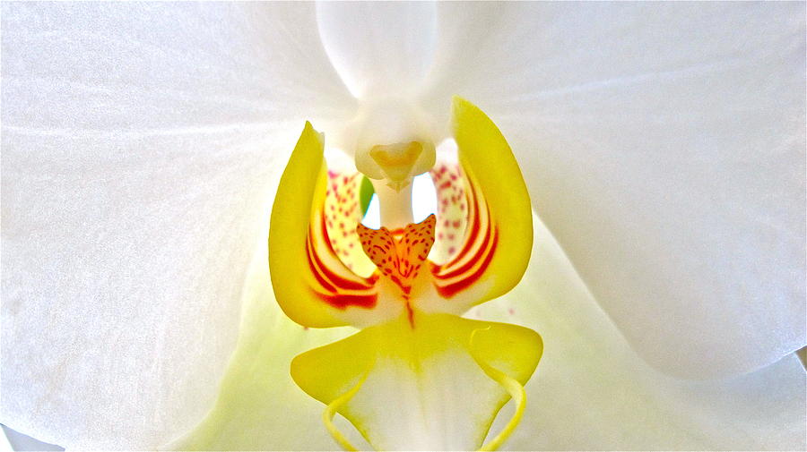 Beautiful white orchid Photograph by Sue Morris