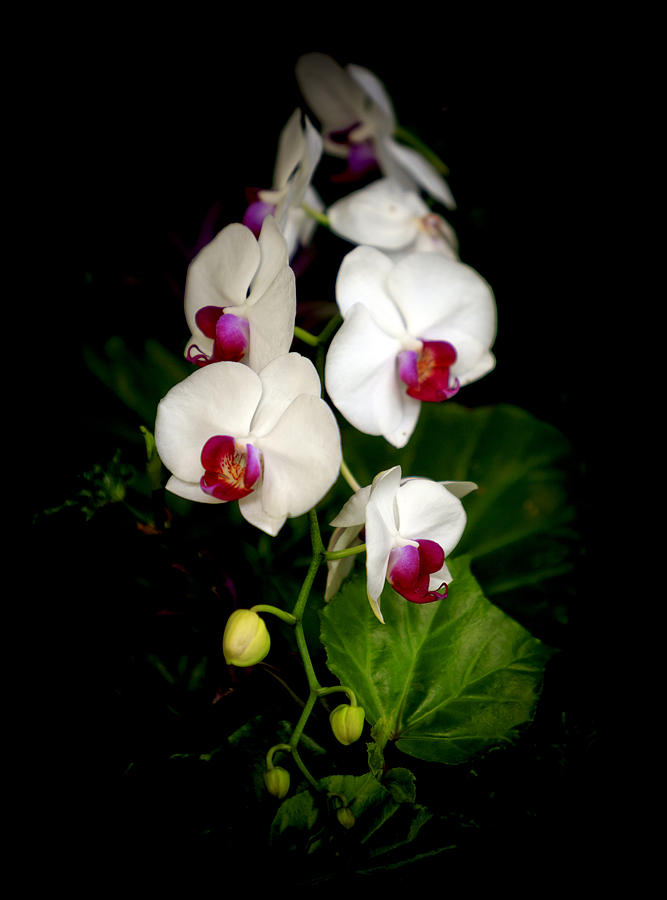 Orchid Photograph - Beautiful White Orchids by Her Arts Desire