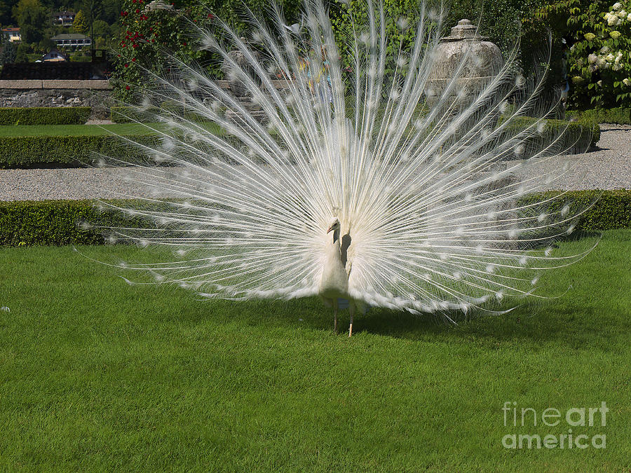 Beautiful White peacock Photograph by Brenda Kean