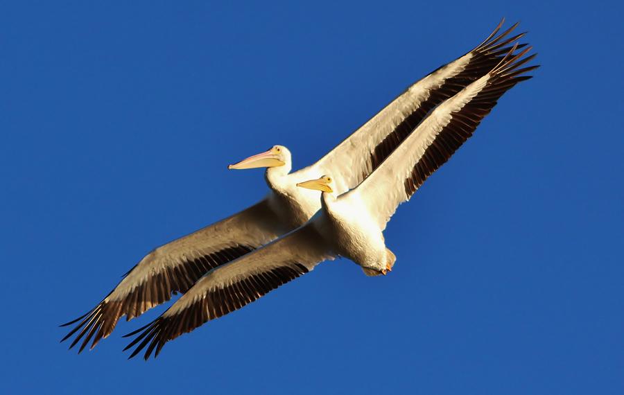 Pelican Photograph - Beautiful White Pelicans by Paulette Thomas