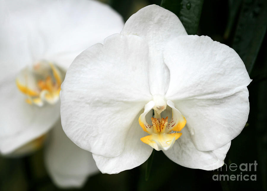 Cool Photograph - Beautiful White Phanaenopsis Orchids by Sabrina L Ryan
