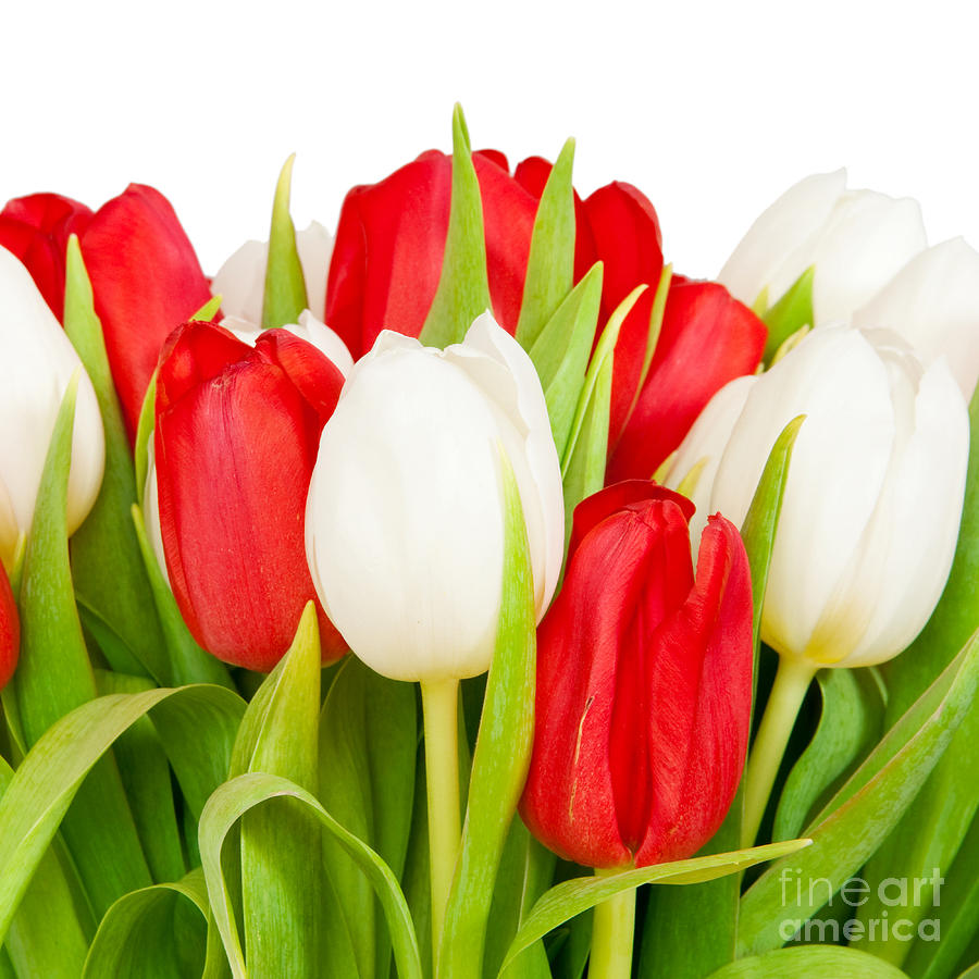 Beautiful White Red Tulips Photograph by Boon Mee
