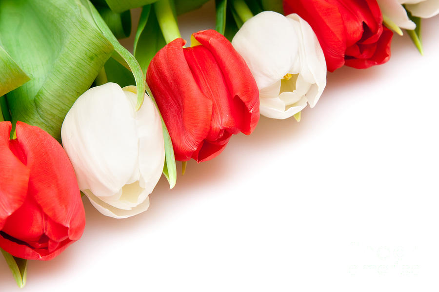Beautiful White Red Tulips Flower Photograph by Boon Mee
