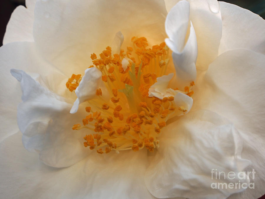 Beautiful White Rose Photograph by Jacklyn Duryea Fraizer