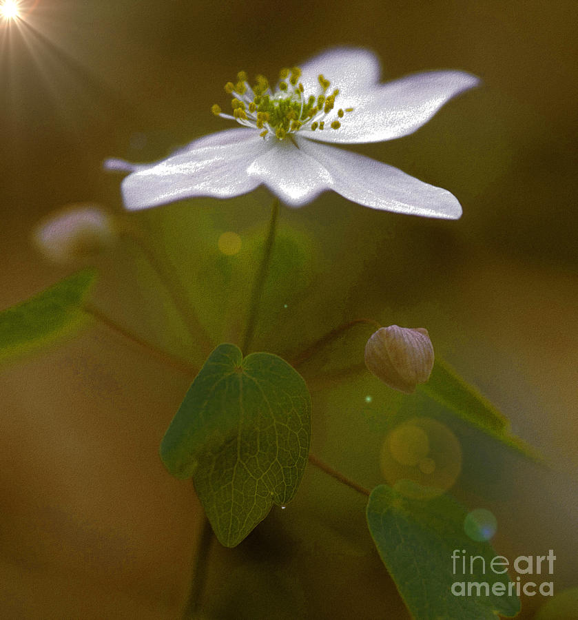 Beautiful White Rue Anemone Flower Photograph by Vintage Collectables