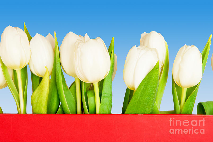 Beautiful White Tulips Flower Photograph by Boon Mee