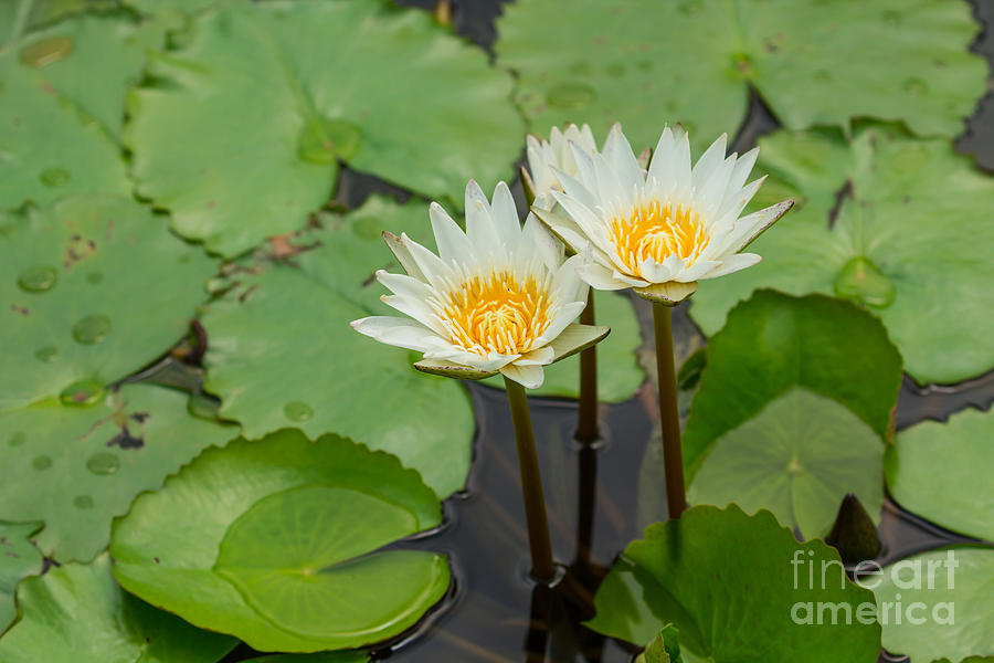 Beautiful white waterlily Photograph by Tosporn Preede