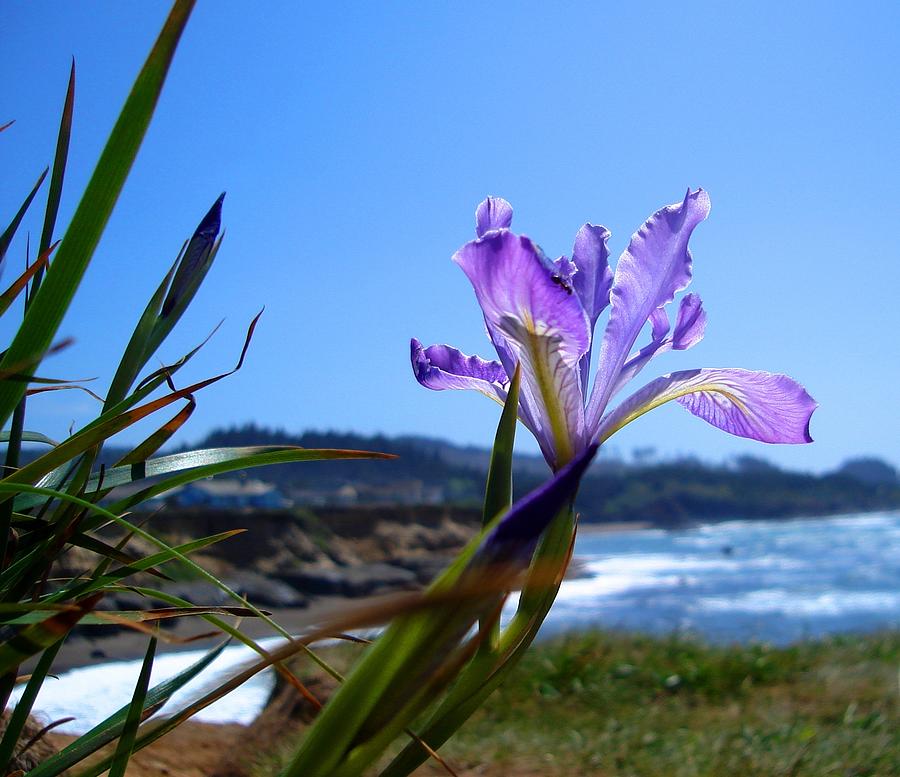 Beautiful Wild Iris On The Bluff Photograph