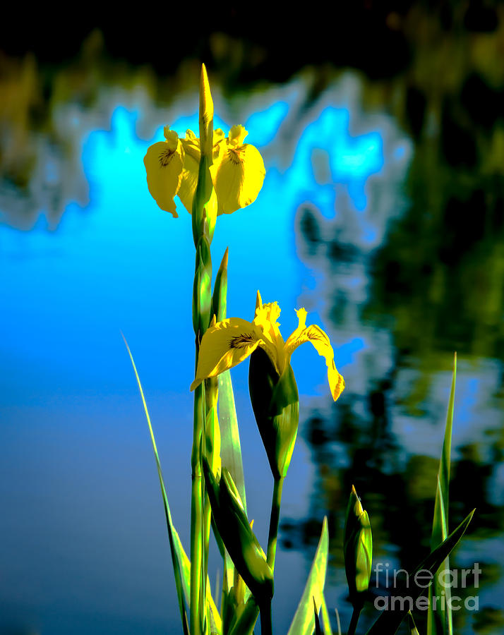 Beautiful Wild Yellow Iris Photograph by Robert Bales