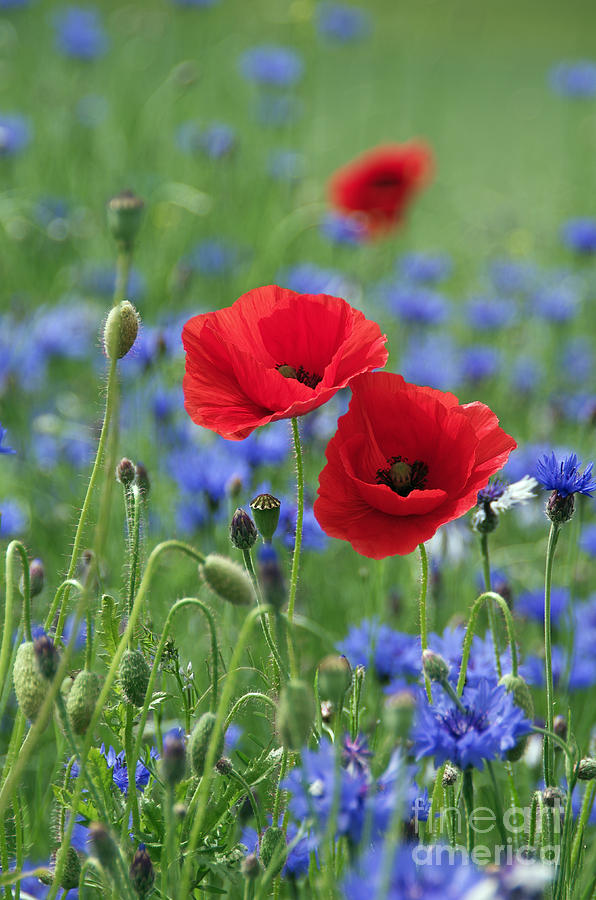 Beautiful Wildflowers Idyll Photograph By Tanja Riedel