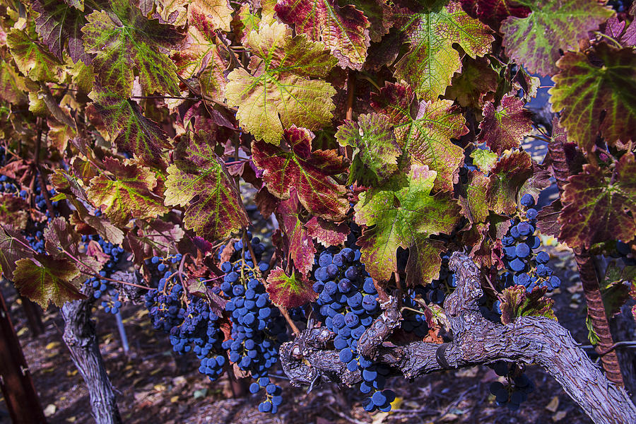 Grape Photograph - Beautiful Wine Grapes by Garry Gay