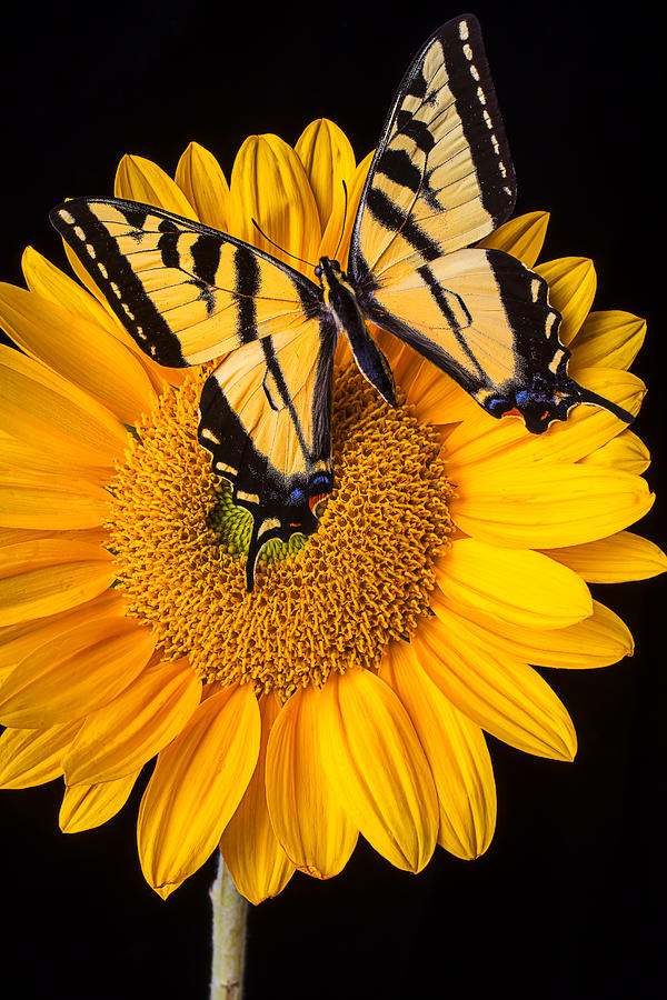 Beautiful Wings On Sunflower Photograph by Garry Gay