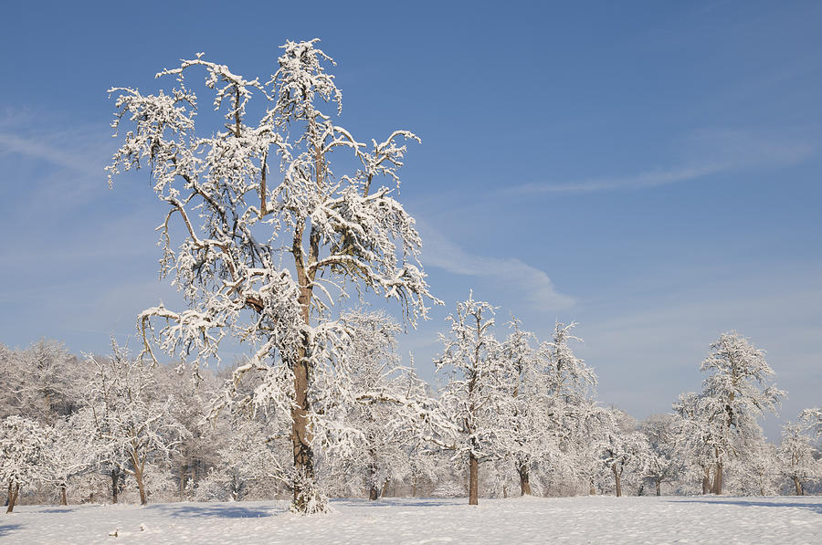 Beautiful winter day with snow covered trees and blue sky Photograph by Matthias Hauser