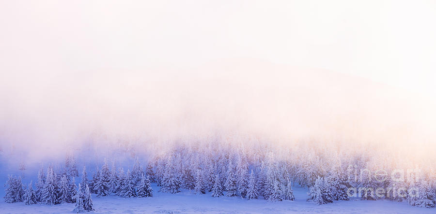 Beautiful winter forest border Photograph by Anna Om - Fine Art America