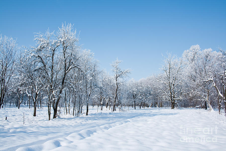 Beautiful Winter Landscape Photograph
