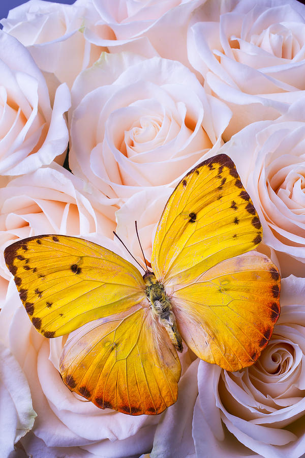 Beautiful Yellow Butterfly Photograph by Garry Gay