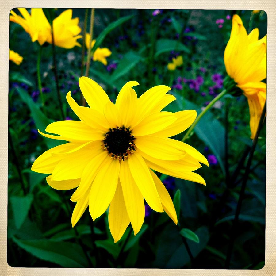 Flower Photograph - Beautiful yellow flower by Matthias Hauser