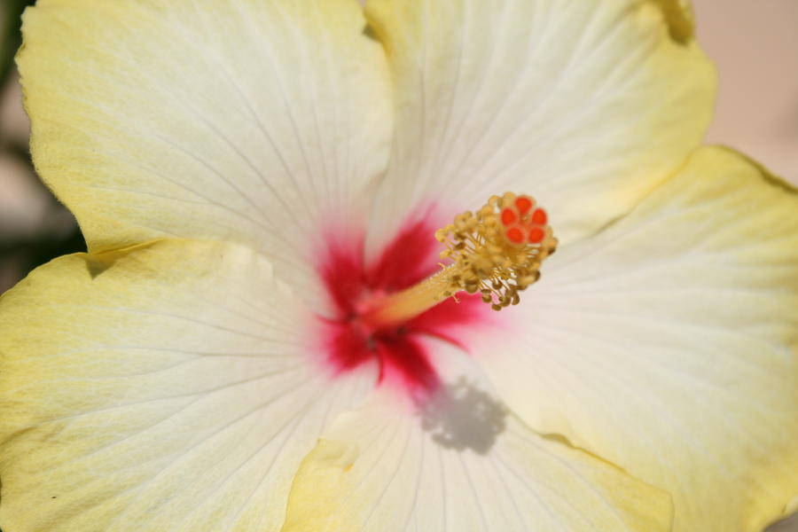 Beautiful Yellow Hibiscus Flower  Photograph by Taiche Acrylic Art