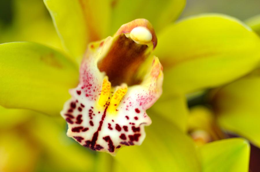 Beautiful yellow orchid Photograph by Sue Morris