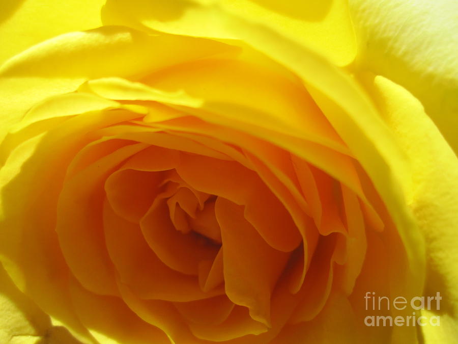 Yellow Rose Macro Photograph by Tara  Shalton