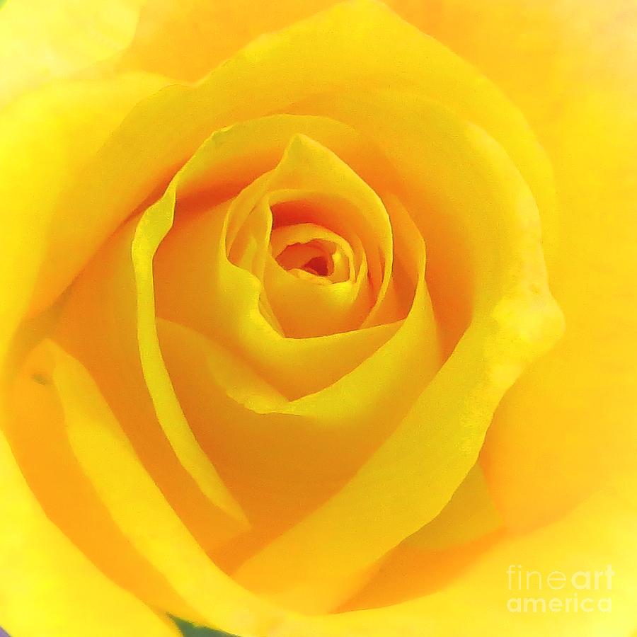Beautiful Yellow Rose Photograph by Scott Cameron