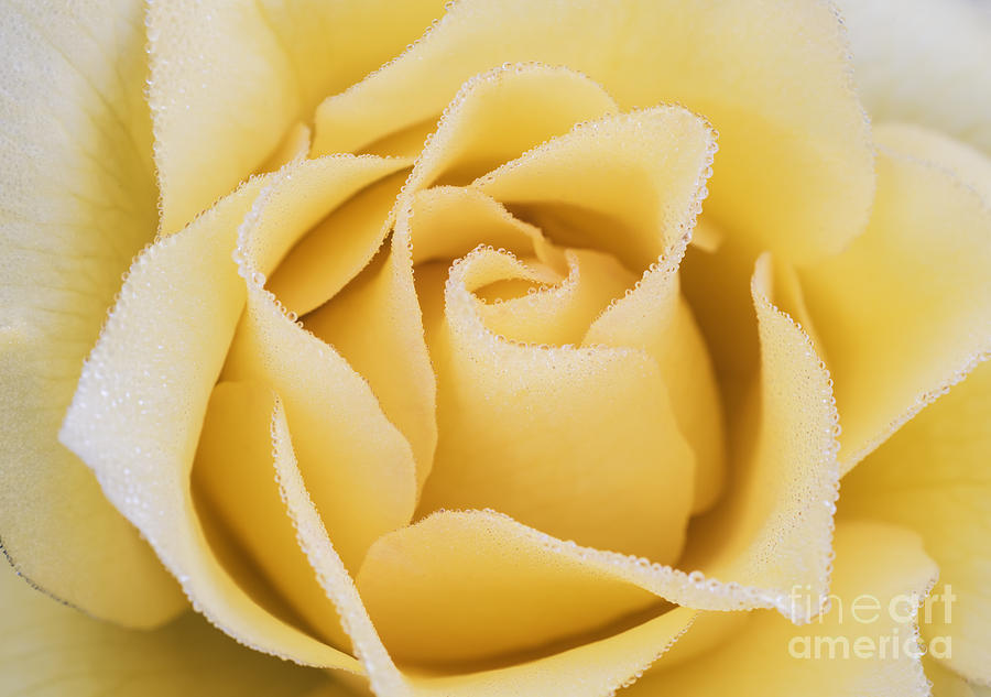 Beautiful yellow rose with dew drops Photograph by Vishwanath Bhat