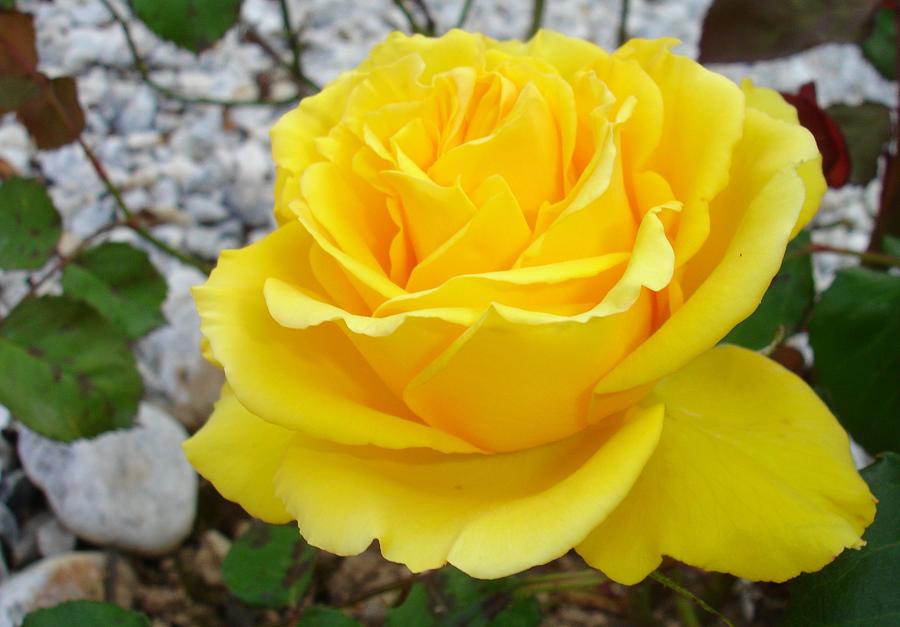 Beautiful Yellow Rose with Natural Garden Background Photograph by Taiche Acrylic Art
