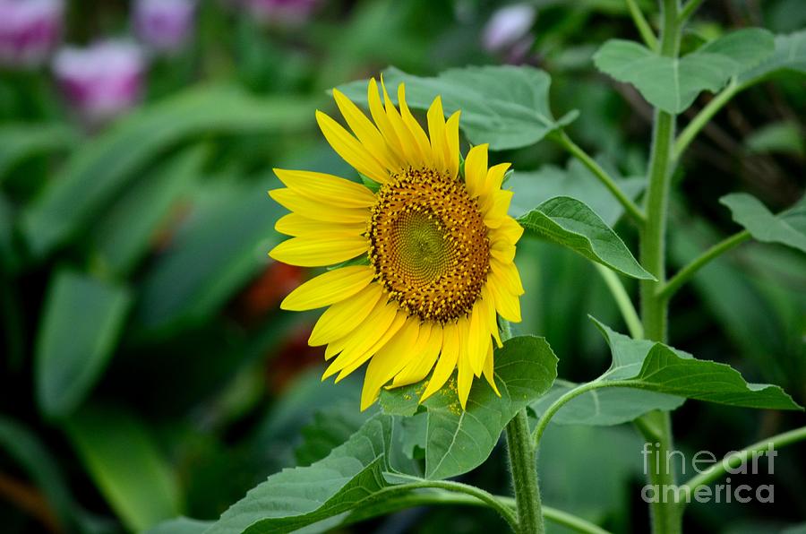 Sunflower Photograph - Beautiful yellow Sunflower in full bloom by Imran Ahmed