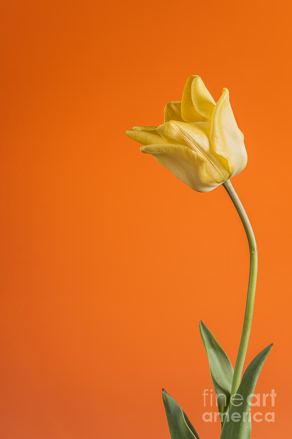 Beautiful yellow tulip on orange Photograph by Vishwanath Bhat