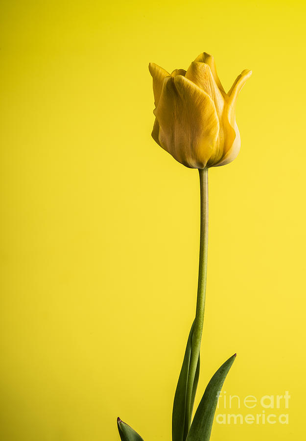 Beautiful yellow tulip on yellow Photograph by Vishwanath Bhat