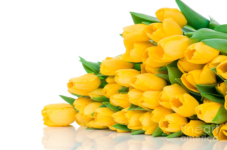 Beautiful Yellow Tulips valentine Photograph by Boon Mee