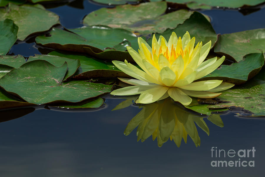 Beautiful yellow water lily Photograph by Tosporn Preede
