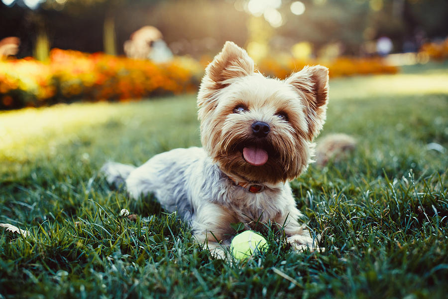 Beautiful yorkshire terrier playing with a ball on a grass Photograph by Yevgen Romanenko