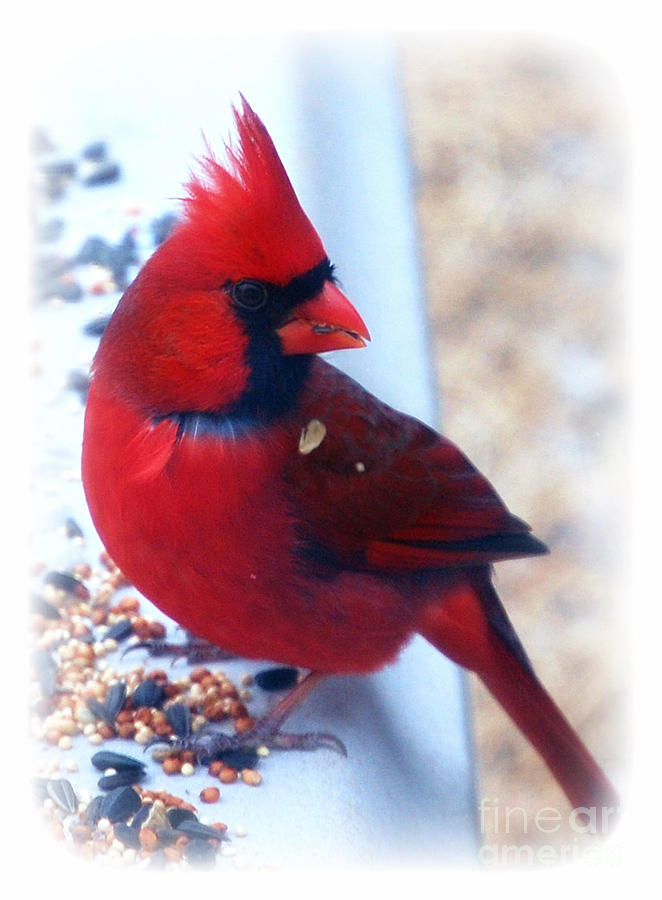 Bird Photograph - Beautiful Young Male Cardinal by Peggy Franz
