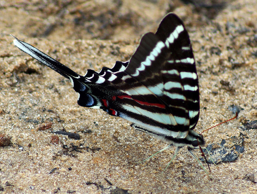 Beautiful Zebra Swallowtail Butterfly Photograph