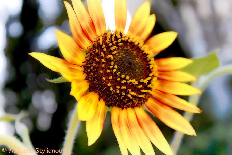 Flower Digital Art - Beautifull Sun Flower by Augusta Stylianou