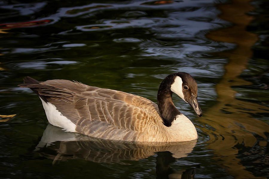 Beautifully Goosey Photograph by Linda Tiepelman