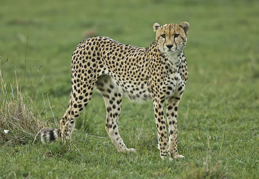 Cheetah Photograph - Beautifully Sleek by Sandy Schepis